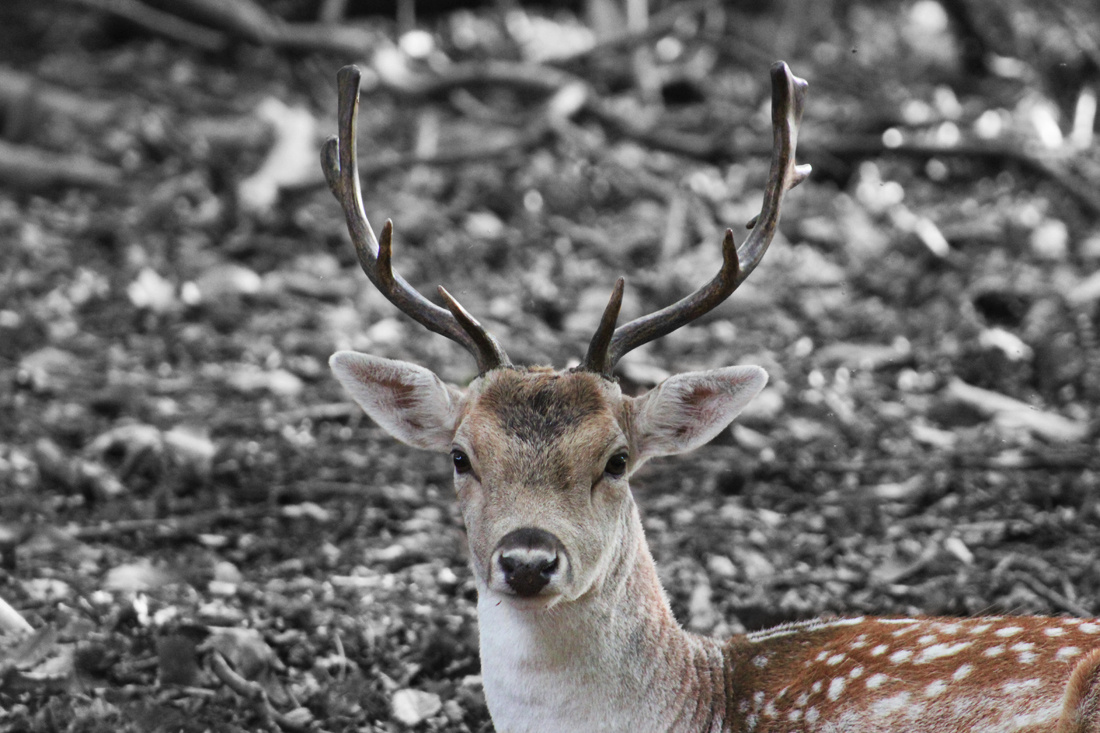 Young Deer