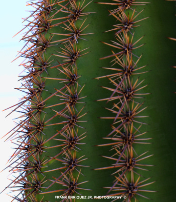 Thorns.
