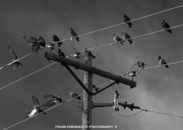 The Birds