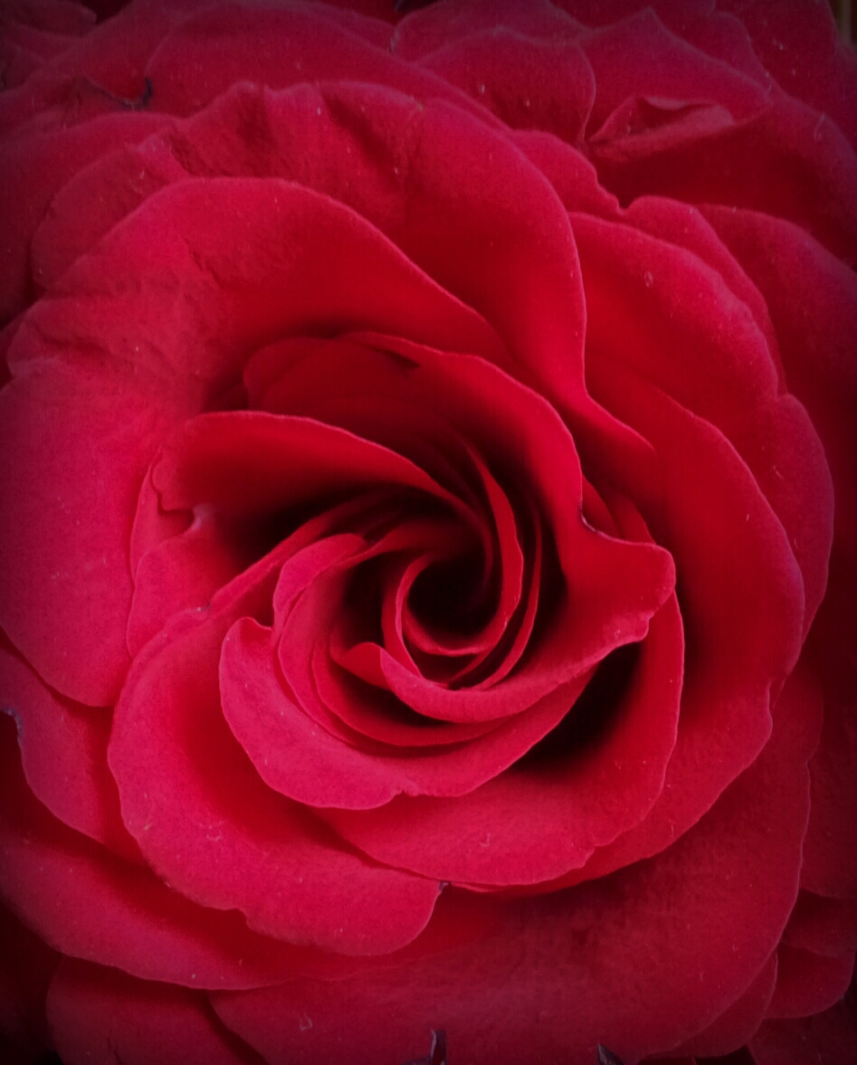 Red Rose 