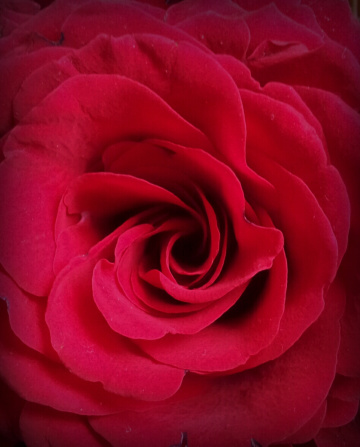 Red Rose 