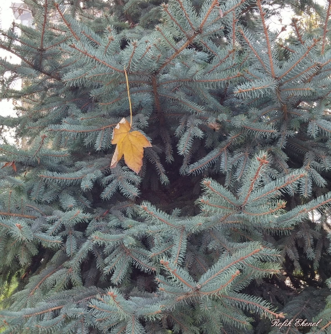 Son Tutunuş