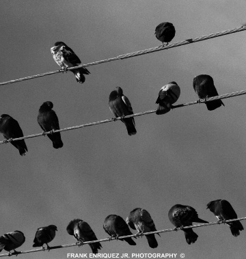 Pigeons
