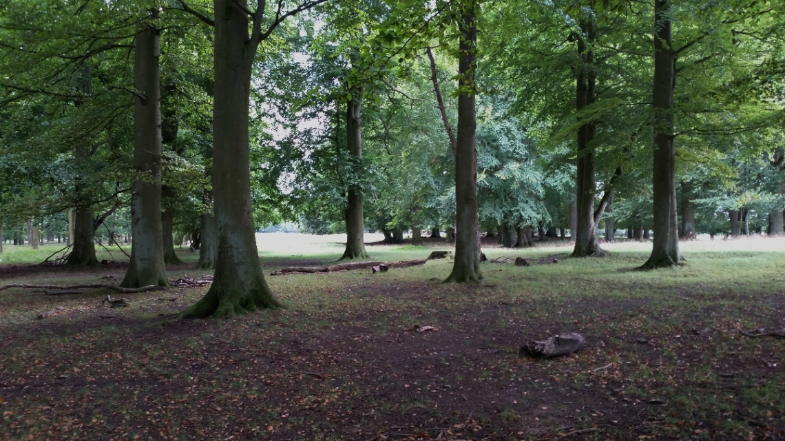 A Moment In The Forest...