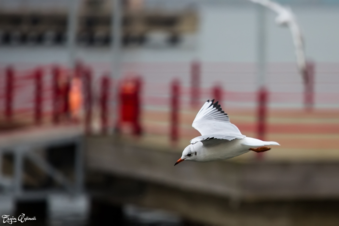 Seagull Panning