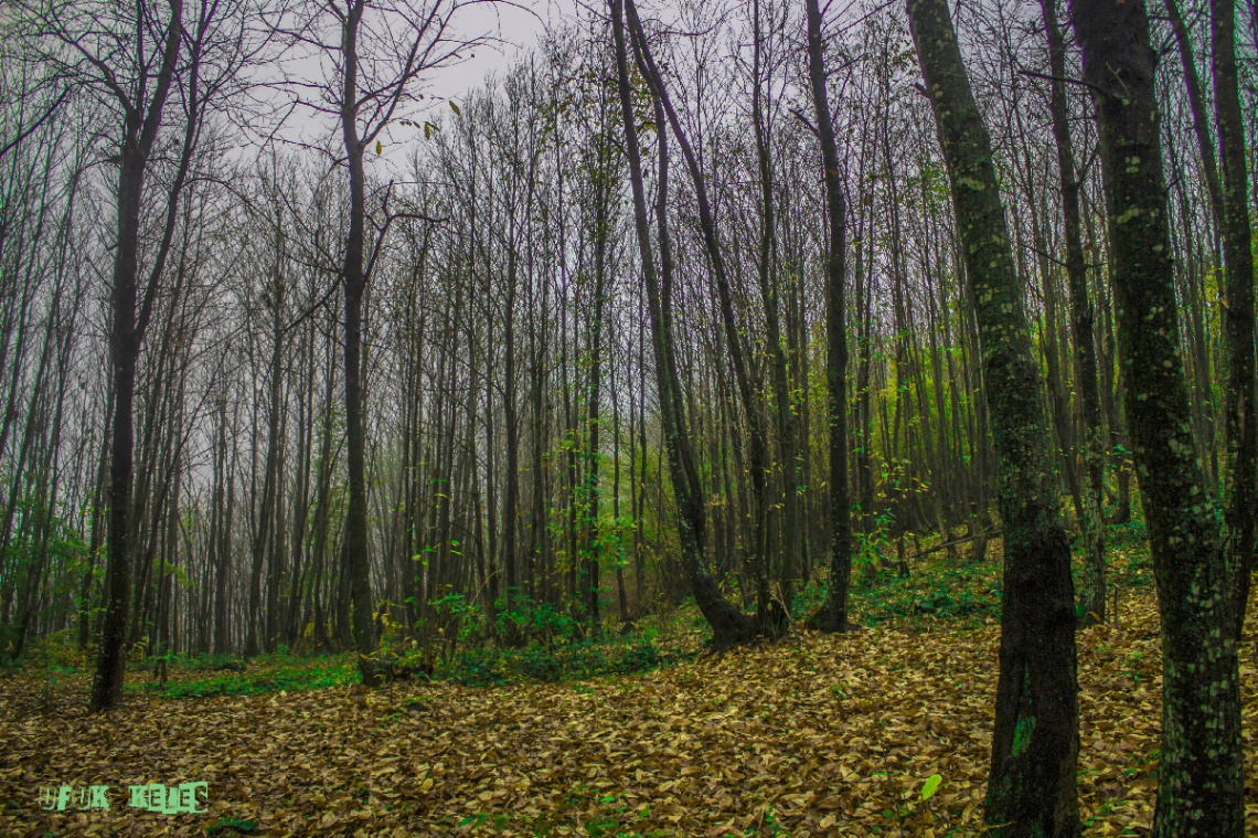Bahçecik/Başiskele/Kocaeli/Türkiye
