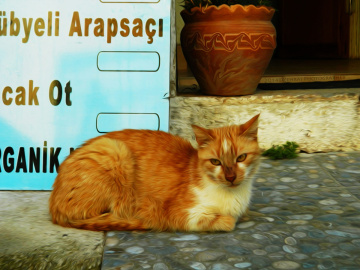 Kızıl Kedi