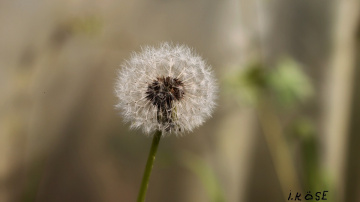 Seviyor Sevmiyor Herhalde  