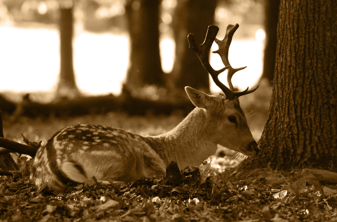 Young Deer