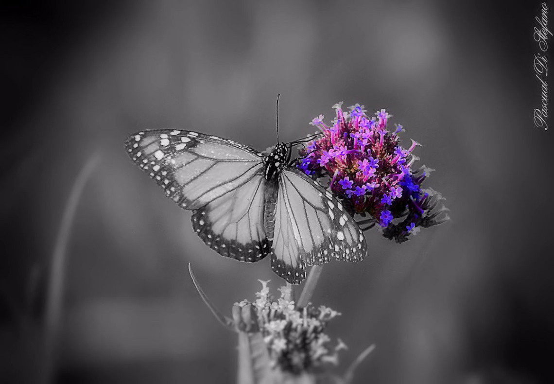 Butterfly II