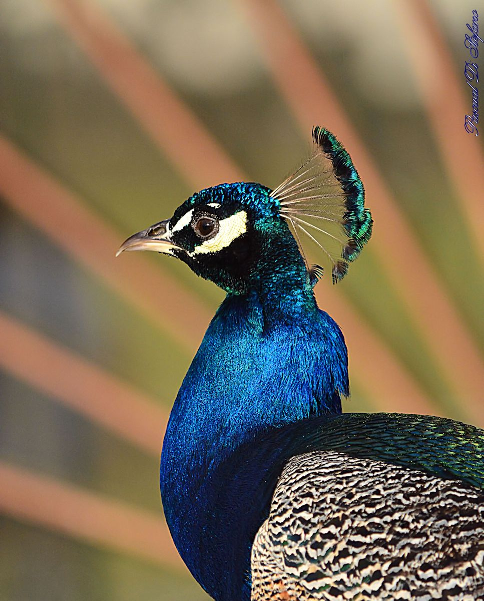 Pavo Real