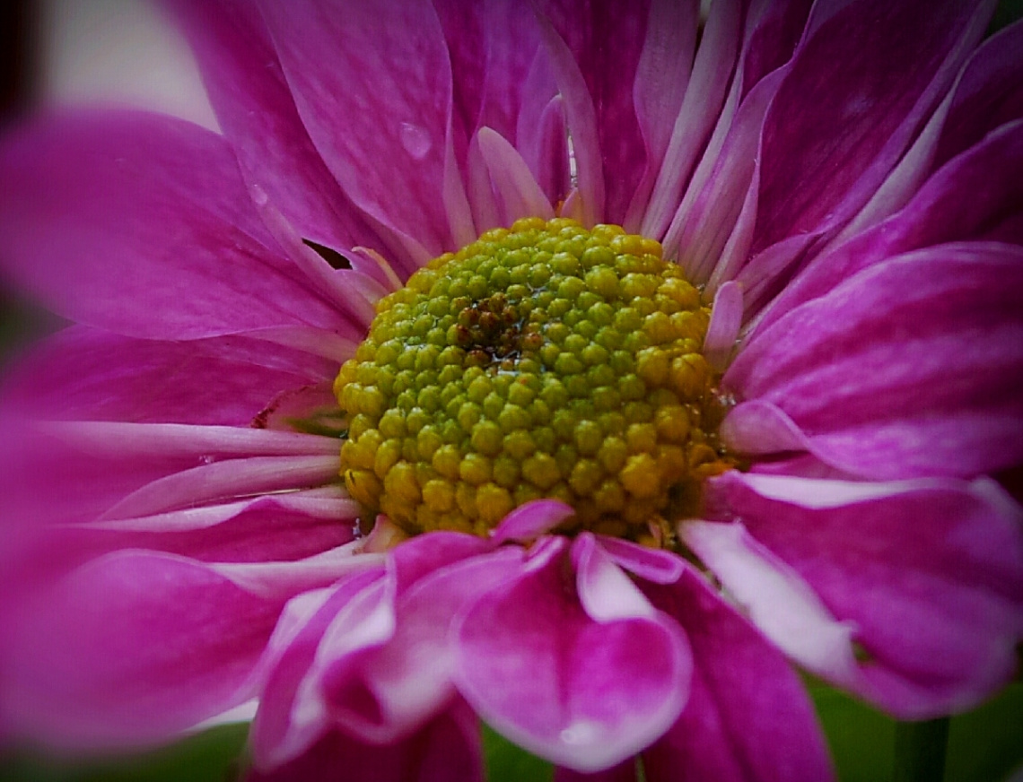 Pink Blossom