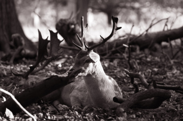 Deer camouflaged with branches