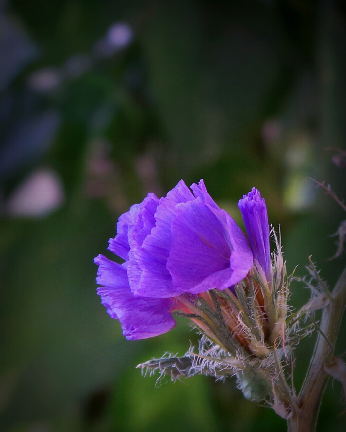 Purple Bloom 