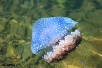 Denizanası ( Medüz )