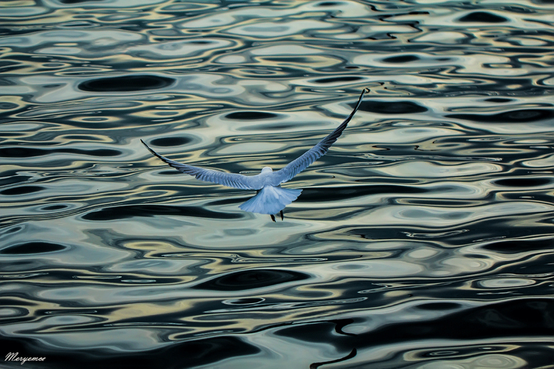 Martı / Seagulls