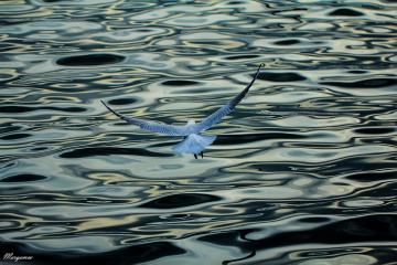 Martı / Seagulls