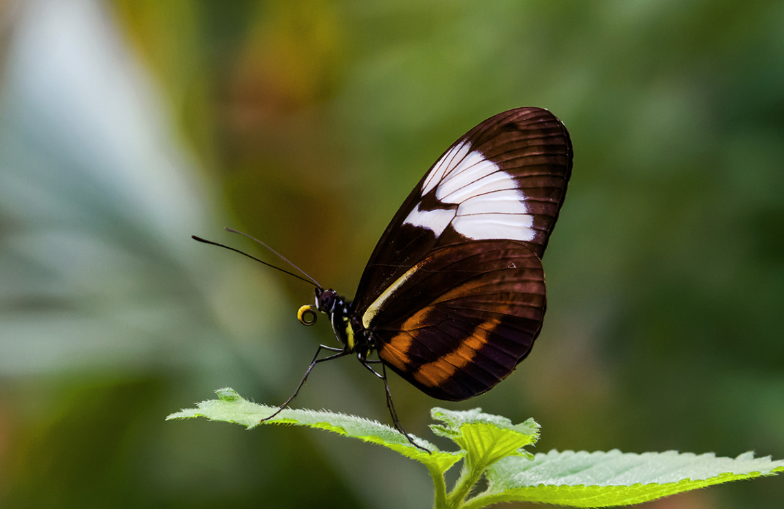 Heliconius cydno 