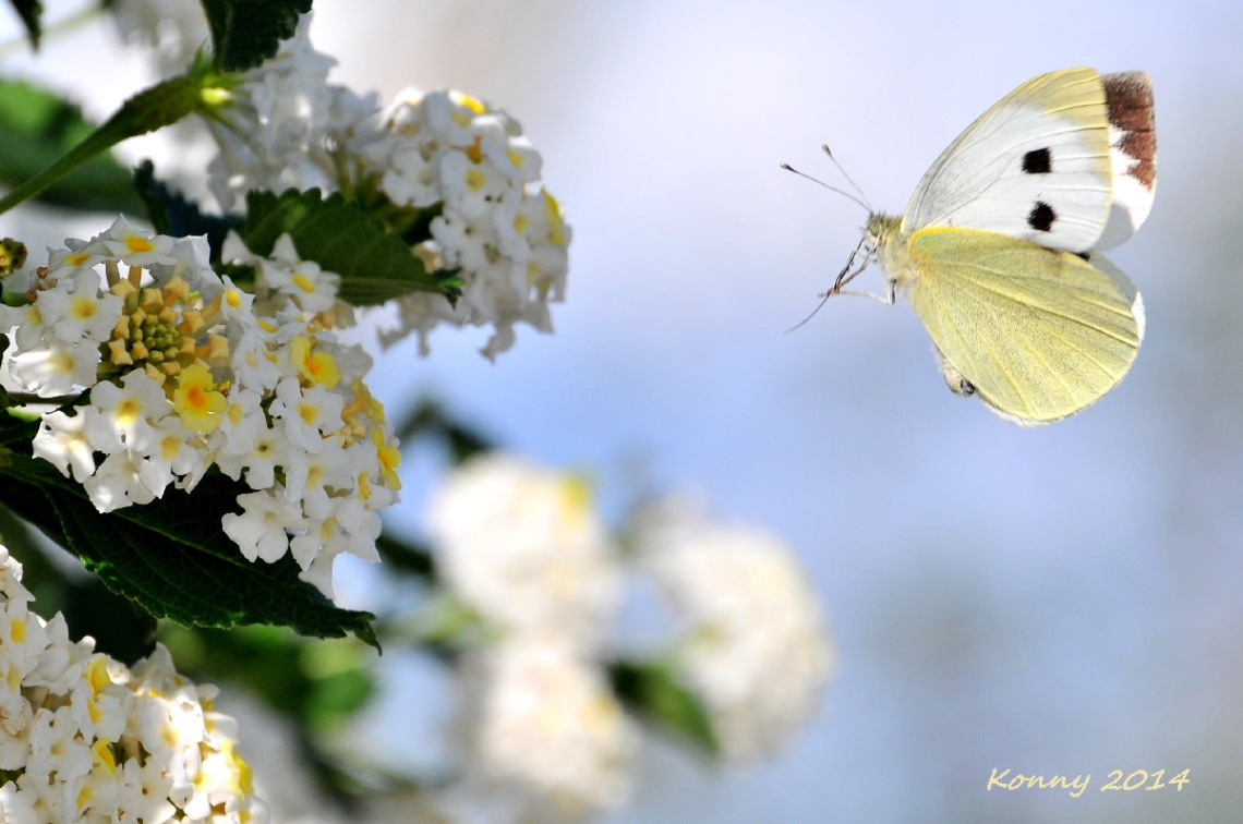 THE BUTTERFLY 