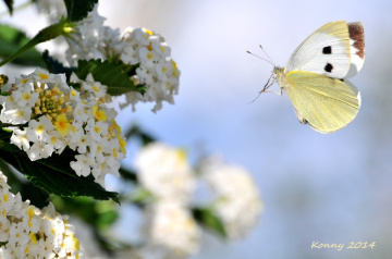 THE BUTTERFLY 