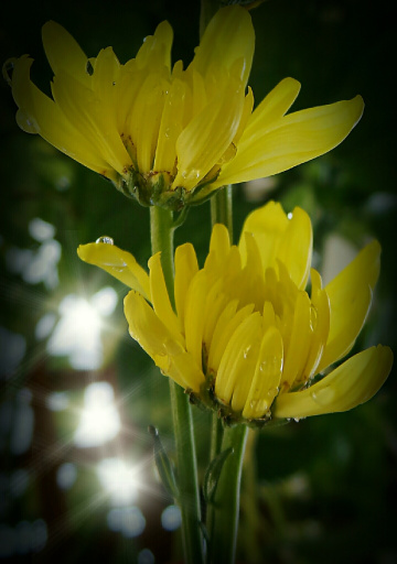 Sun shines after the rain 
