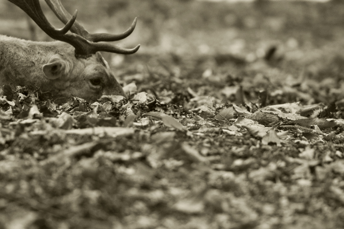 Deer relaxing in the leaves