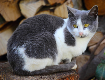 CATİ