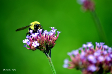 Bee