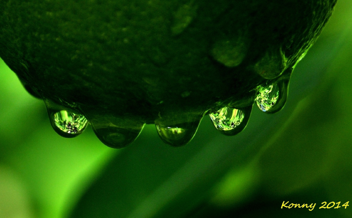 Mandarin after Rain 