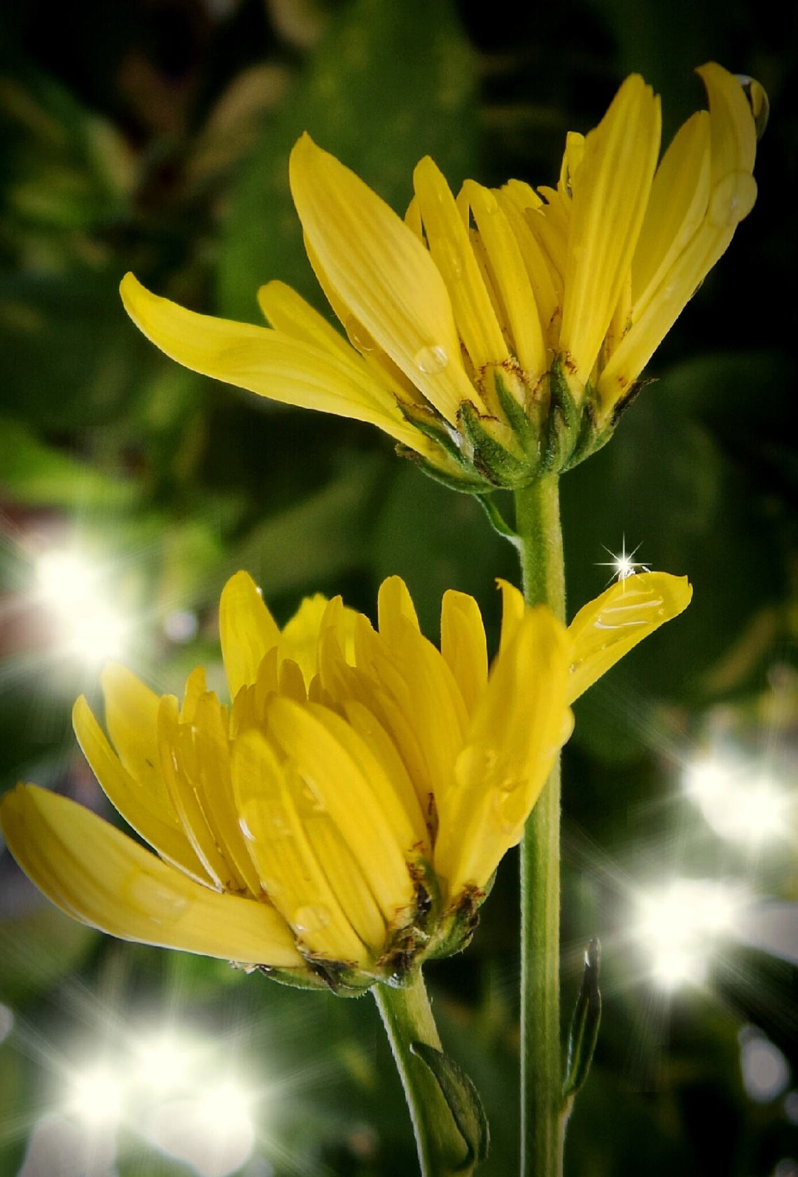 Sun shines after the rain II
