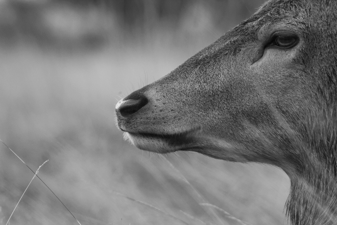 Deer posing for canon !!!