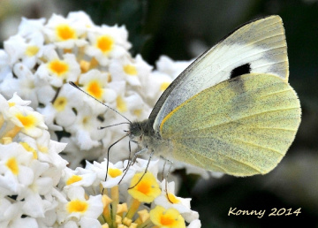 my friend the butterfly .. ♥ 