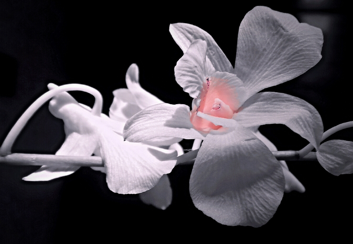 While Orchid: Splash 
