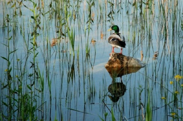 Sazlıklar Arasında...