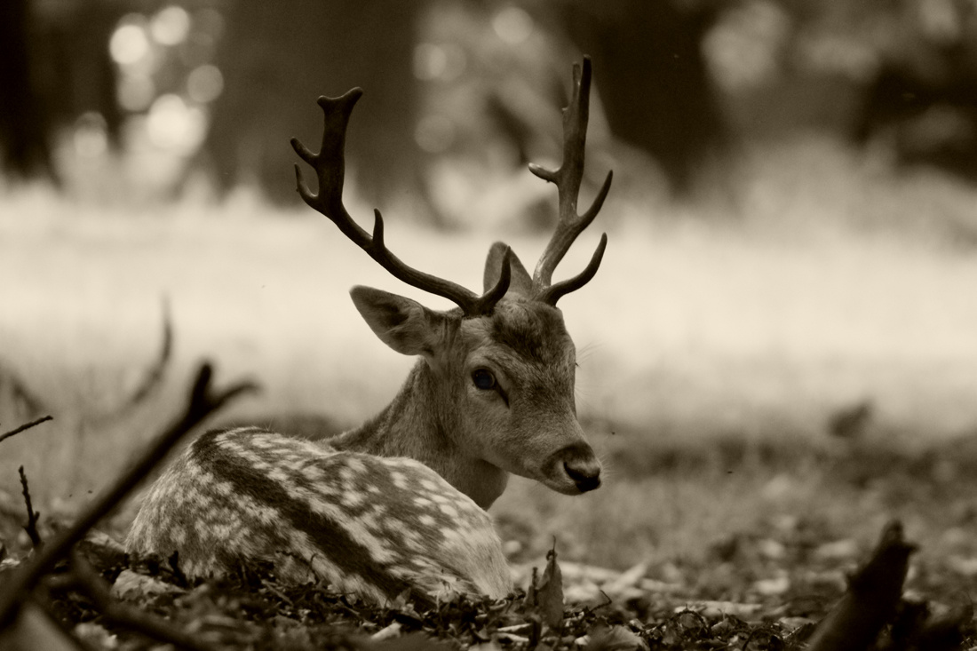 Young Deer relaxing