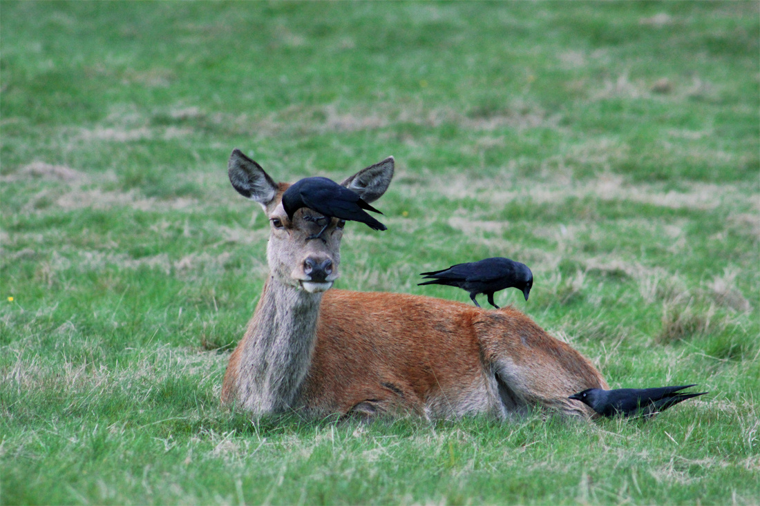 Crows removing insects from Deer