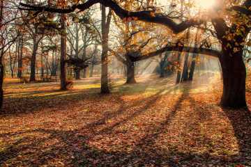 sun rays at autumn 