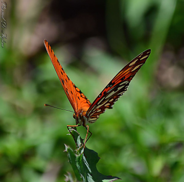 Orange Butterfly