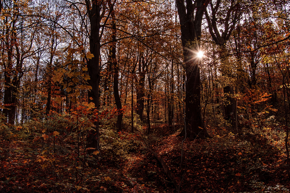 Autumn Forest