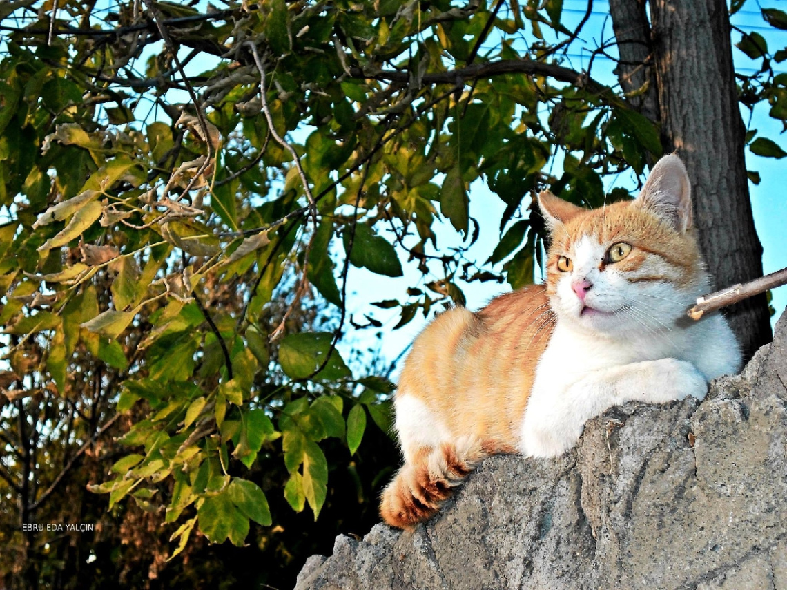 Güzel Gözlü