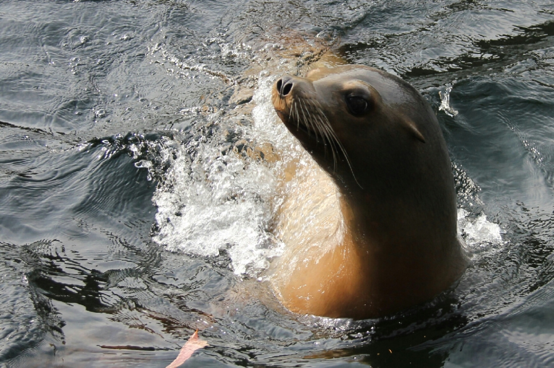 At Home In The Water 