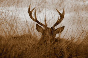 Deer showing his horns