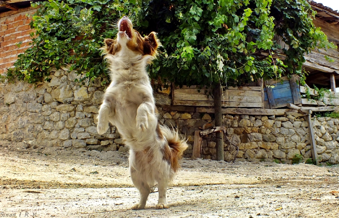 dog