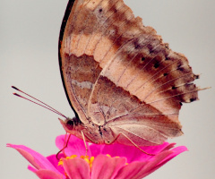 flower in butterfly