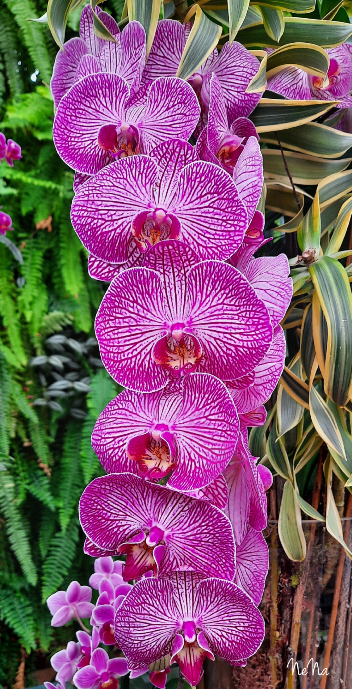 Wanda's orchids 
