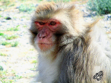 Monkey at Hazarganji Park Quetta 