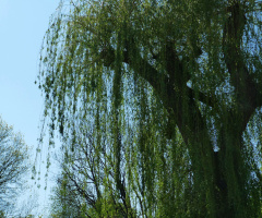 Salix babylonica (Babylon willow or weeping willow