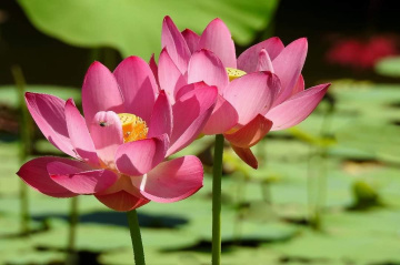 Flor de Lotus