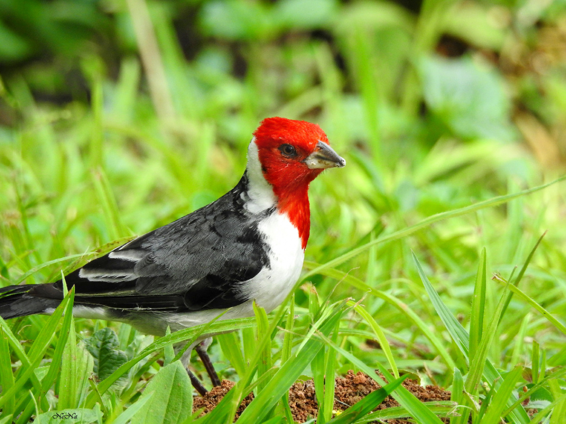 Red-cowled Cardinal