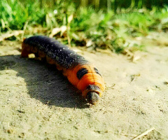 a Caterpillar 